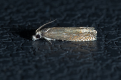 Eucosma apocrypha
