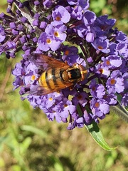 Volucella inanis