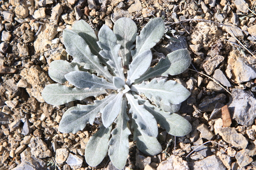 Image of Echinops humilis by (c) Нурхайдарова Татьяна, some rights reserved (CC BY)