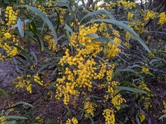 Acacia macradenia