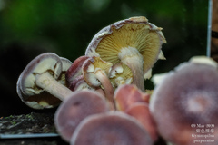 Gymnopilus purpuratus