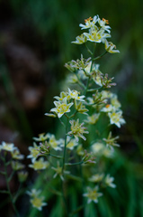 Anticlea elegans
