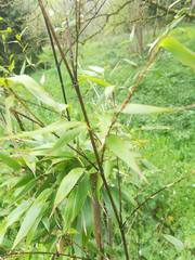 Phyllostachys nigra