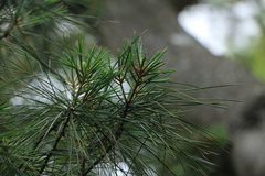Pinus morrisonicola