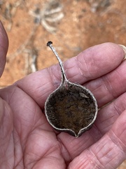 Brachychiton gregorii