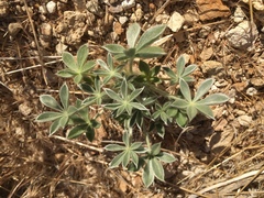 Lupinus malacophyllus