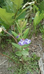 Scutellaria brittonii
