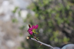 Bauhinia ramosissima