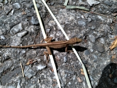 Anolis antonii