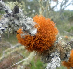 Teloschistes inflatus