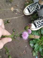 Cirsium arvense