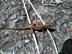 Anolis antonii