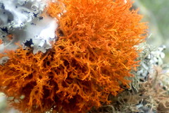 Teloschistes inflatus