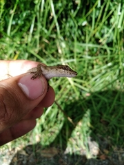 Anolis antonii