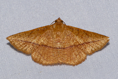 Striglina