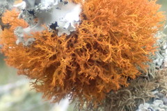 Teloschistes inflatus