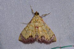 Hyalobathra