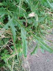 Cirsium arvense