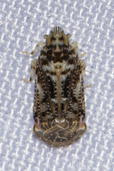 Deferunda