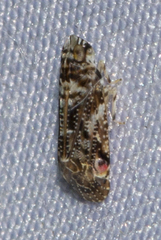Deferunda