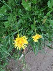 Taraxacum officinale