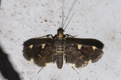 Piletocera aegimiusalis