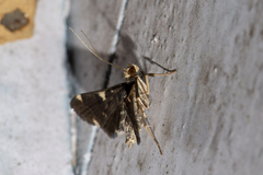Piletocera aegimiusalis