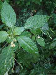 Impatiens parviflora