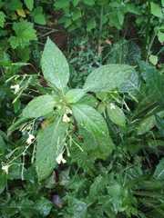 Impatiens parviflora