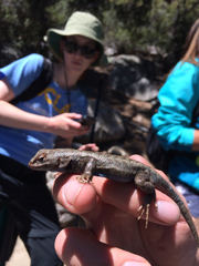 Sceloporus graciosus vandenburgianus