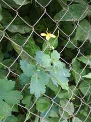 Chelidonium majus