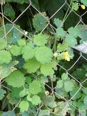 Chelidonium majus