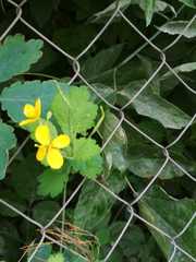 Chelidonium majus