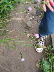 Cirsium arvense