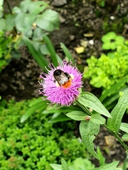 Bombus lapidarius