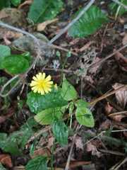 Lapsana communis