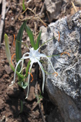 Hymenocallis vasconcelosii