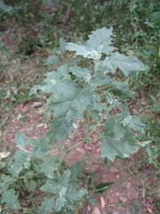 Atriplex tatarica