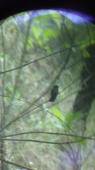 Saucerottia beryllina