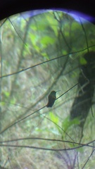 Saucerottia beryllina