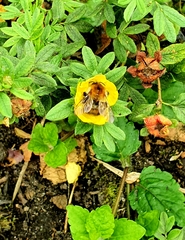 Bombus pascuorum