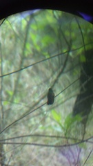 Saucerottia beryllina