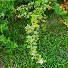 Urena lobata image