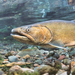 Salmons, Trouts, and Whitefishes - Photo (c) OkaWenNF, some rights reserved (CC BY)