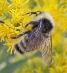 Bombus insularis