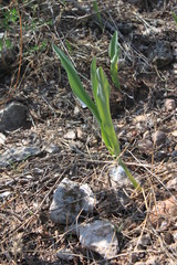 Hymenocallis vasconcelosii