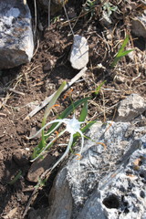 Hymenocallis vasconcelosii
