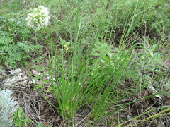 Allium stellerianum
