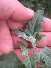 Atriplex tatarica