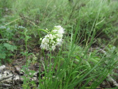Allium stellerianum